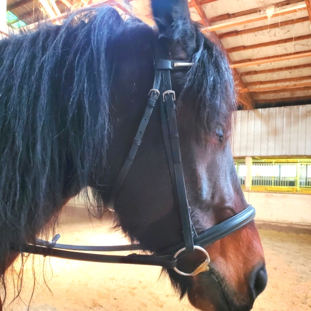 English bridle dressage otto schumacher leather older model. Full / horse size